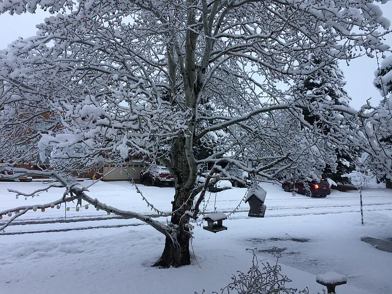 Front yard