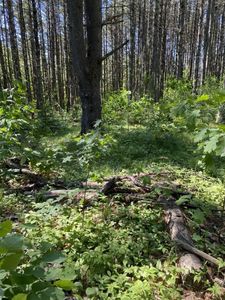 Lot 10,11,12,13 ROCKWOOD DRIVE #12712, Minocqua, WI, 54548