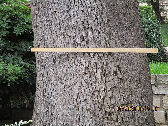 36" yard stick