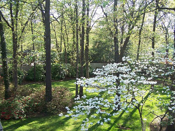 Gorgeous backyard - 1/2 acre