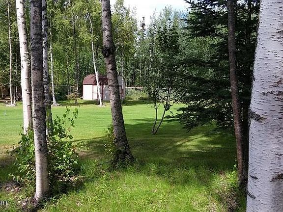 birch and evergreen trees