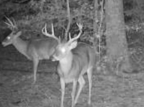 0 State Highway 305, Rich Square, NC 27869