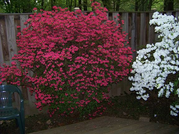 giant azaleas on deck