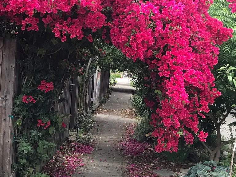 Neighborhood in bloom