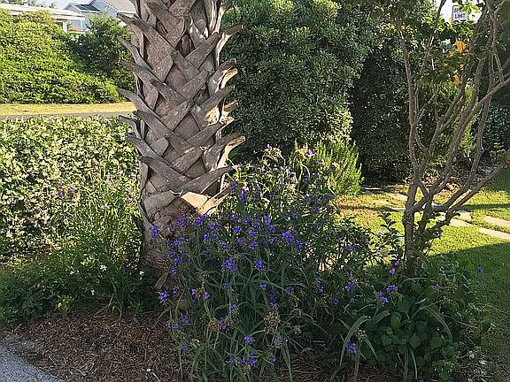 Front yard 