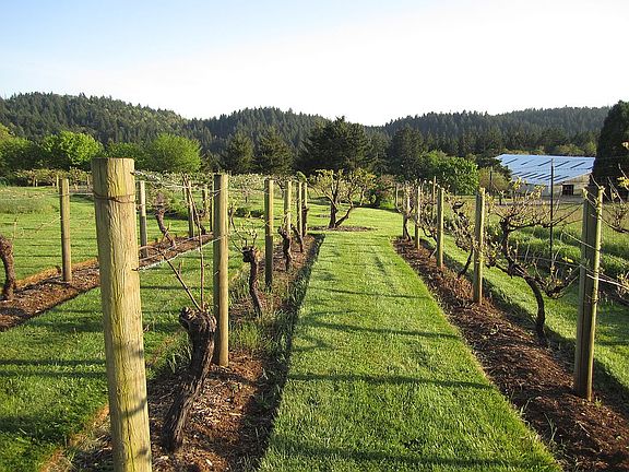 Grape vines