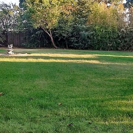 back yard
