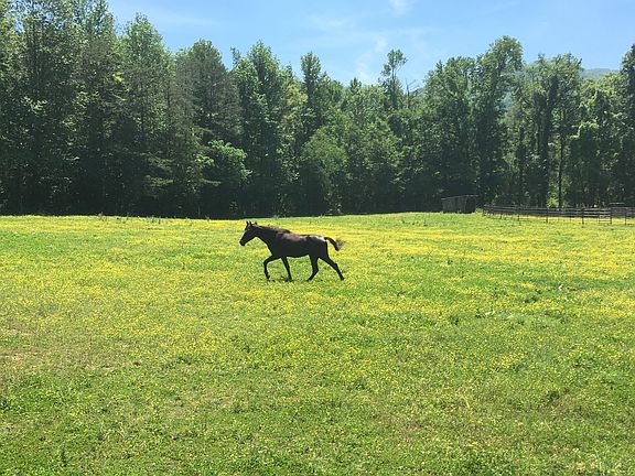  Smallest back pasture