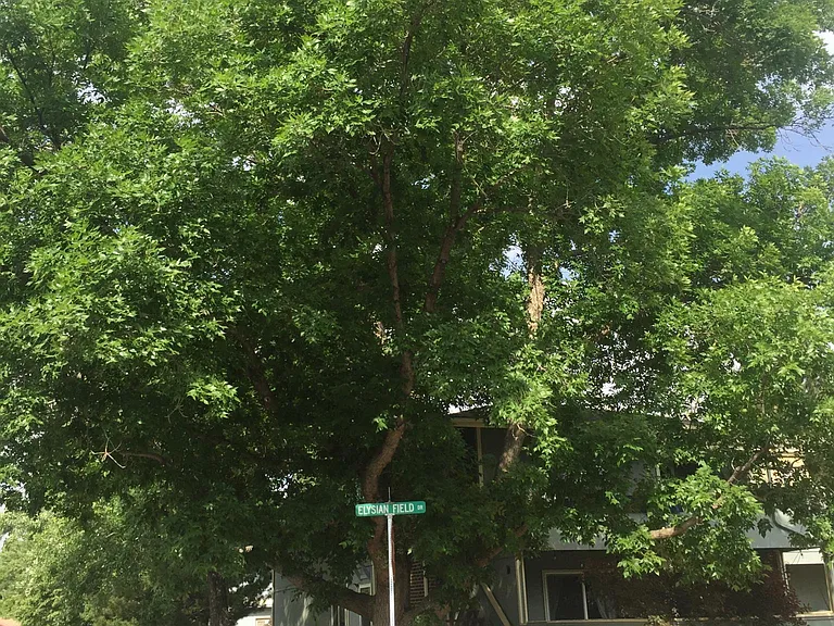 big beautiful anchor tree in front of unit, shade for summer.
