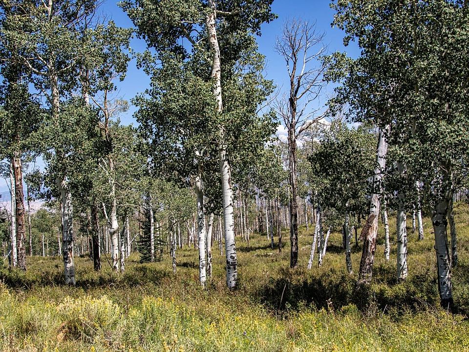 trees