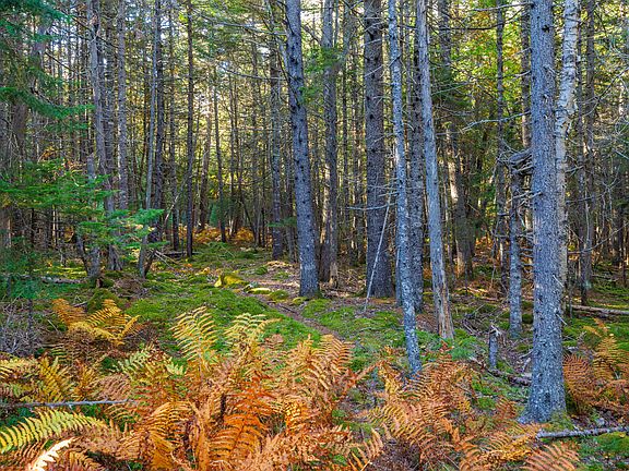 4th image of Map 17  Bear Springs  Lane
