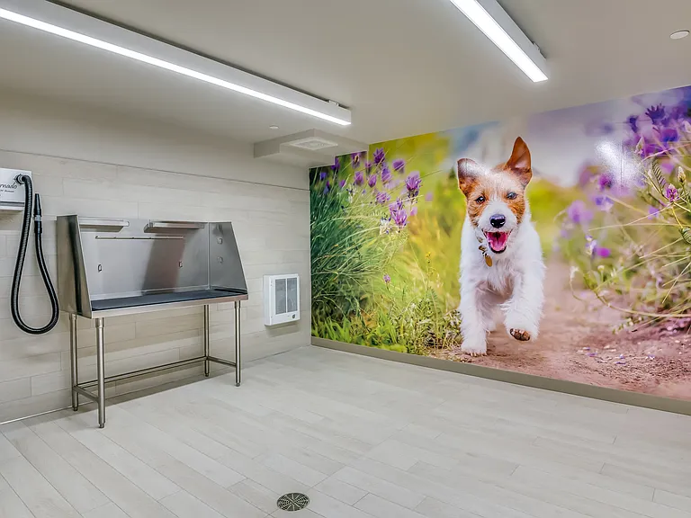 Dog Wash Station