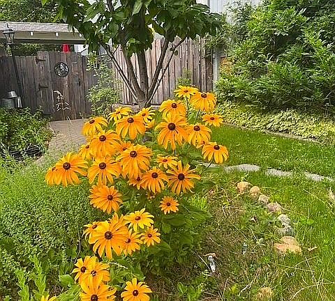 Summer Gate to back yard
