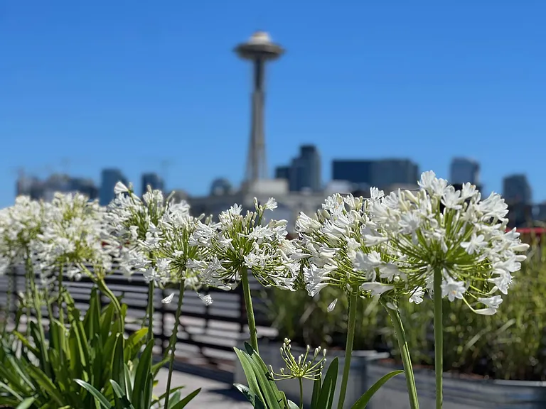 Queen Anne Flats — Photo 10