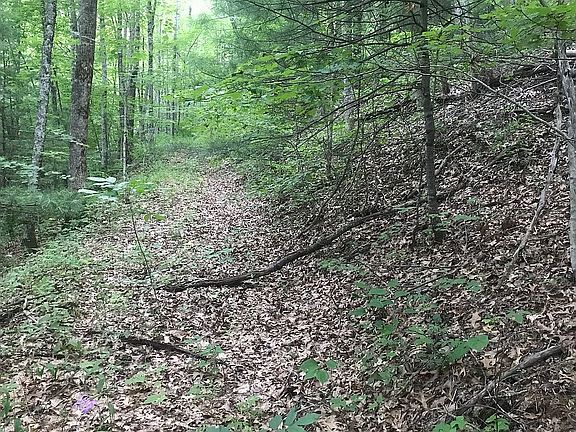 Forest road on property