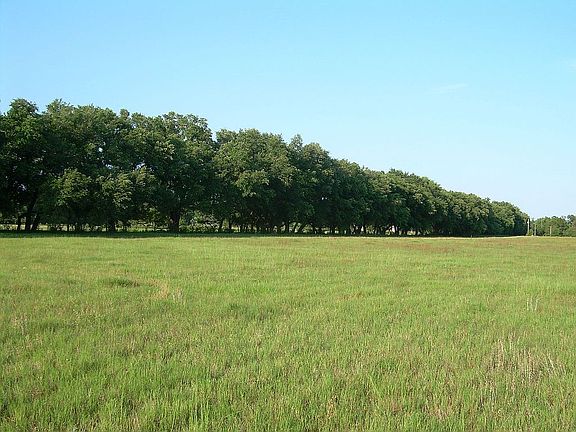 Lined With Live Oaks