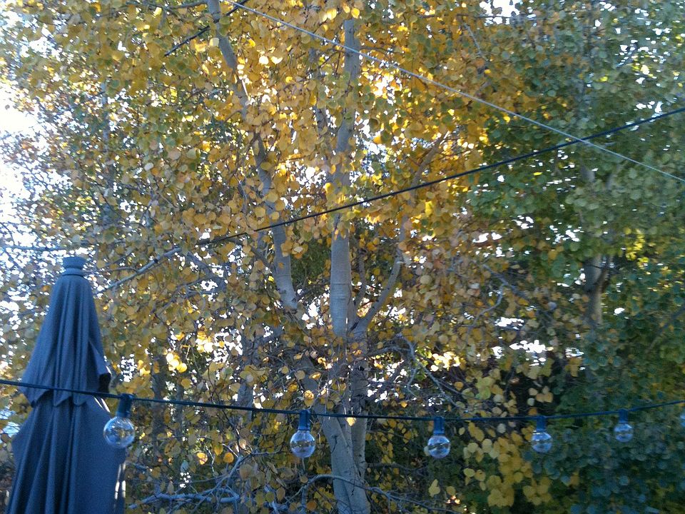 Enjoy Fall in City Park!