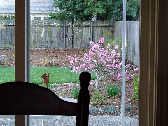 Spring 2007 Peach tree in bloom (from dining room)