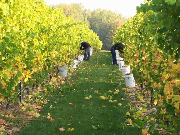 Grape harvest