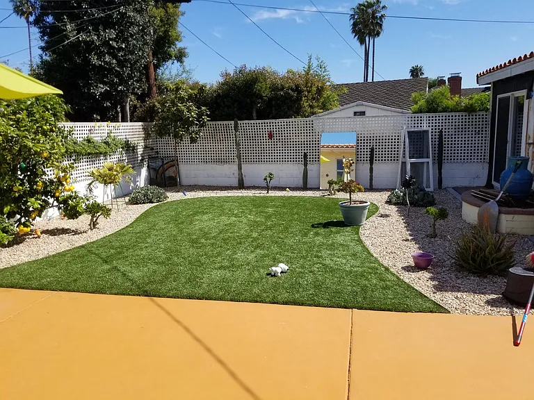 Backyard with lemon tree