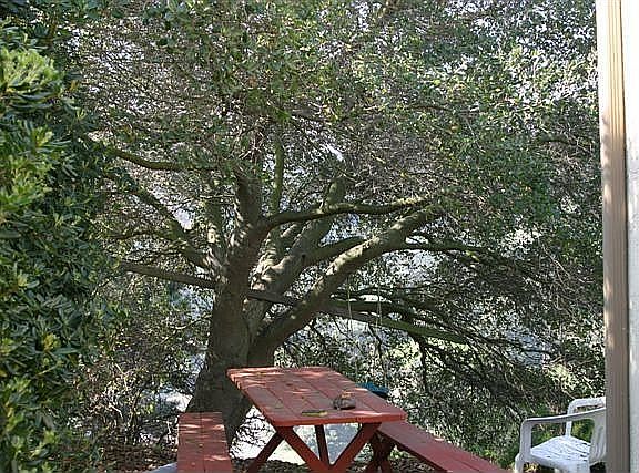 Under the Oak