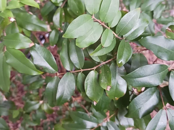 0000 Windinghill Road, Ocala, FL 34471