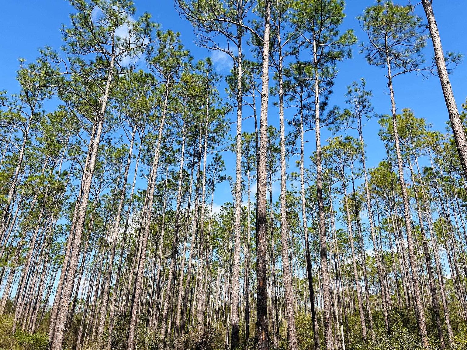 0 County Road 67 Rd SE, Hosford, FL 32334 MLS 366988 Zillow