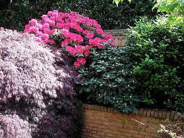 Rhoddie & Japanese Maple Rear