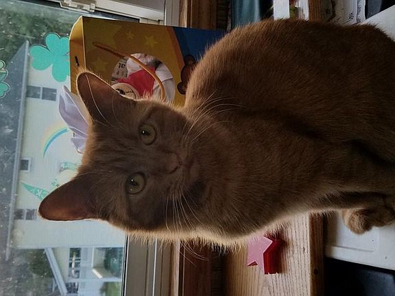 4th image of 111 Meow Dr