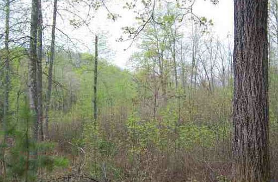 1st image of 93 Five Forks Dr