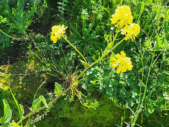 4th image of 3 Zorro Rd