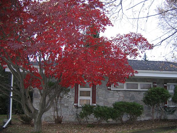 Front Driveway Japanese Maple