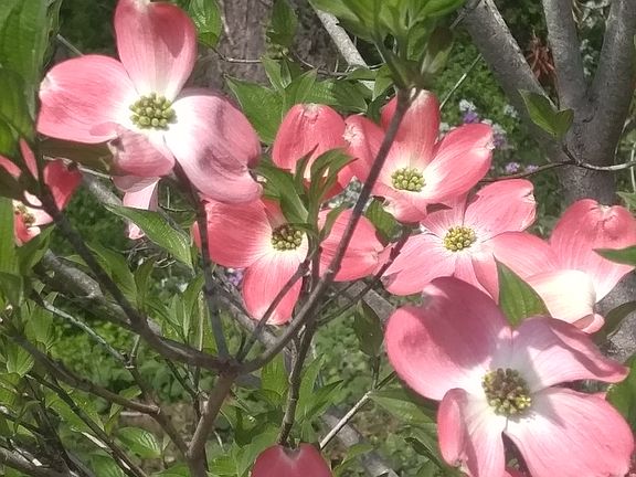 Confederate dogwoods