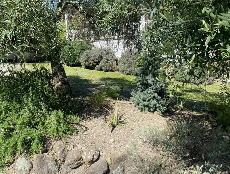 Front Yard Landscaping Featuring Fragrant Rosemary and Lavender Bushes, Mature Olive Trees, and a Blue Spruce Tree