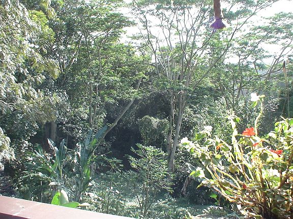 View from the deck