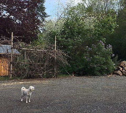 Driveway/grape fence