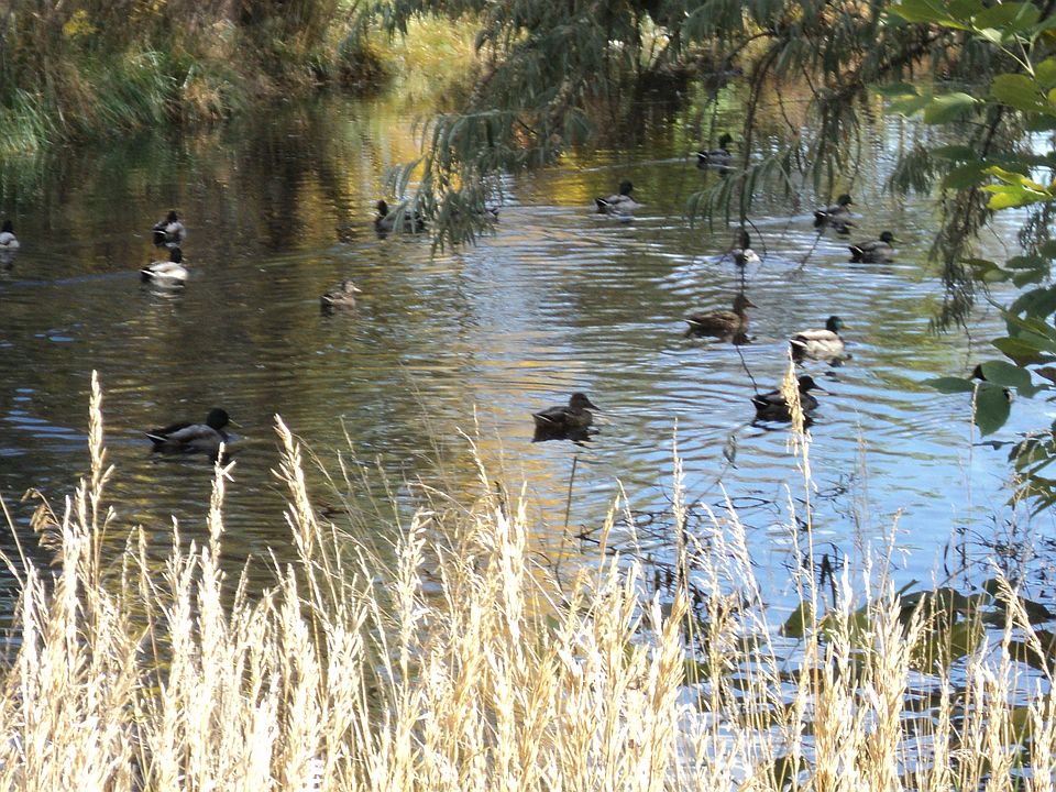 Meadows ponds with ducks
