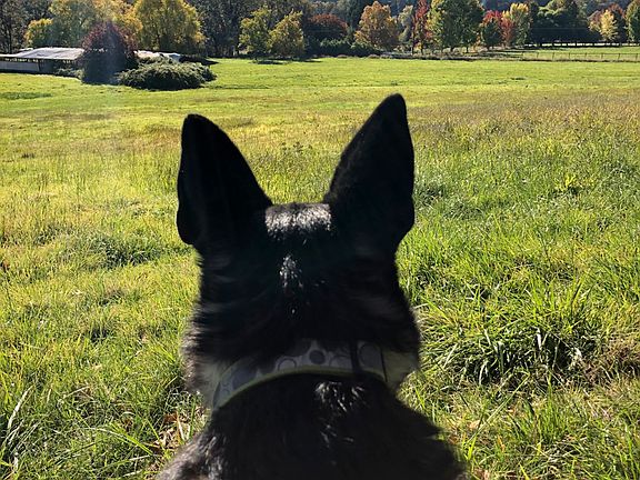 Sammy Home Site View