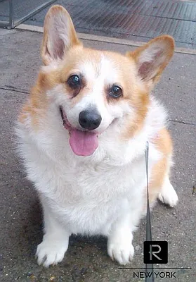 Rented by R New York | media 29