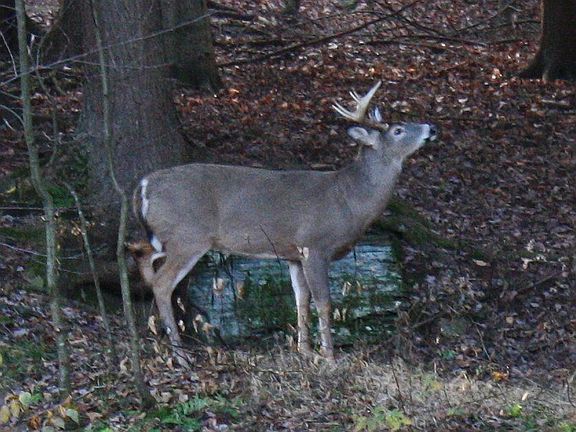 View from dining room