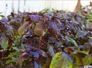 1271 Thompson Ave, Glendale, CA 91201