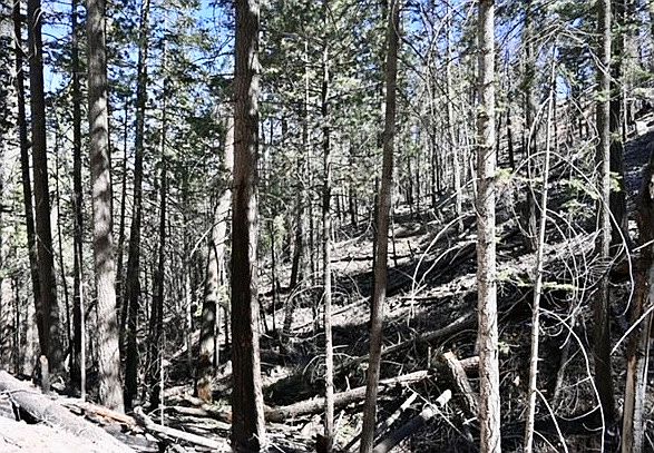 1st image of Forest Rd #330