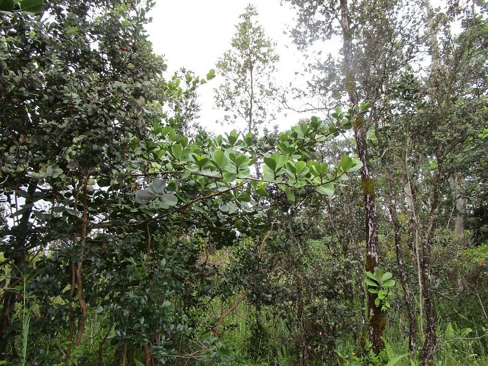 1st image of 16th Avenue Laau Paina Lot 260