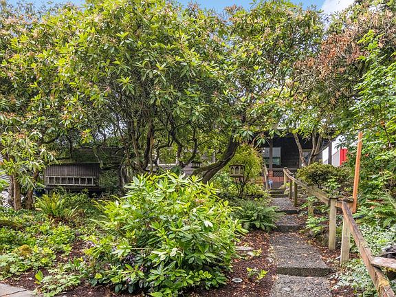 Tree-like rhododendrons