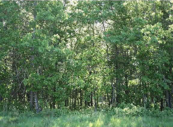 4th image of Lot 4 Blk 3 Norway Spruce Drive