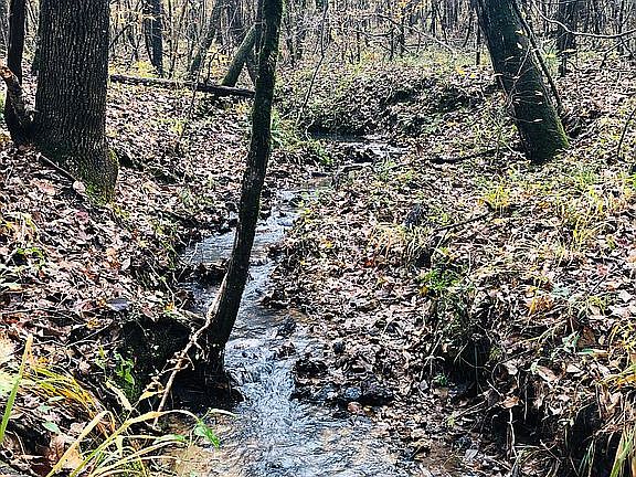 Spring Fed Limestone Creek