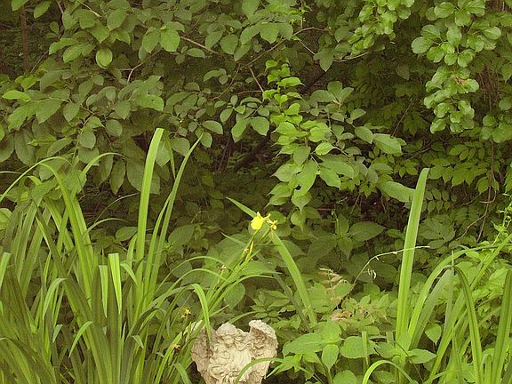 More gardening and privacy just outside of home