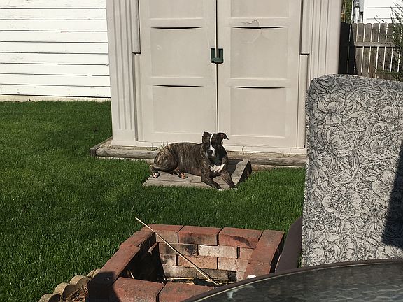 Sunbathing for the pets