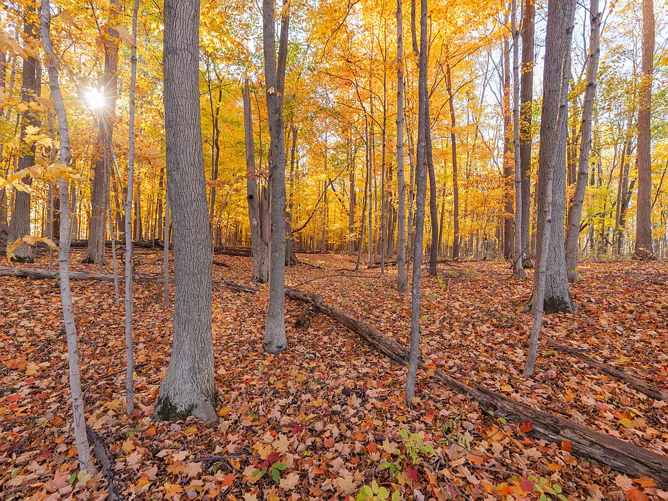 Bradford Trail