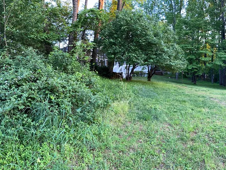 Blackberry bushes at the bottom of the back yard along the trail.